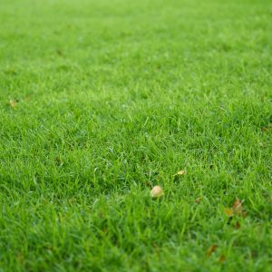 green grass