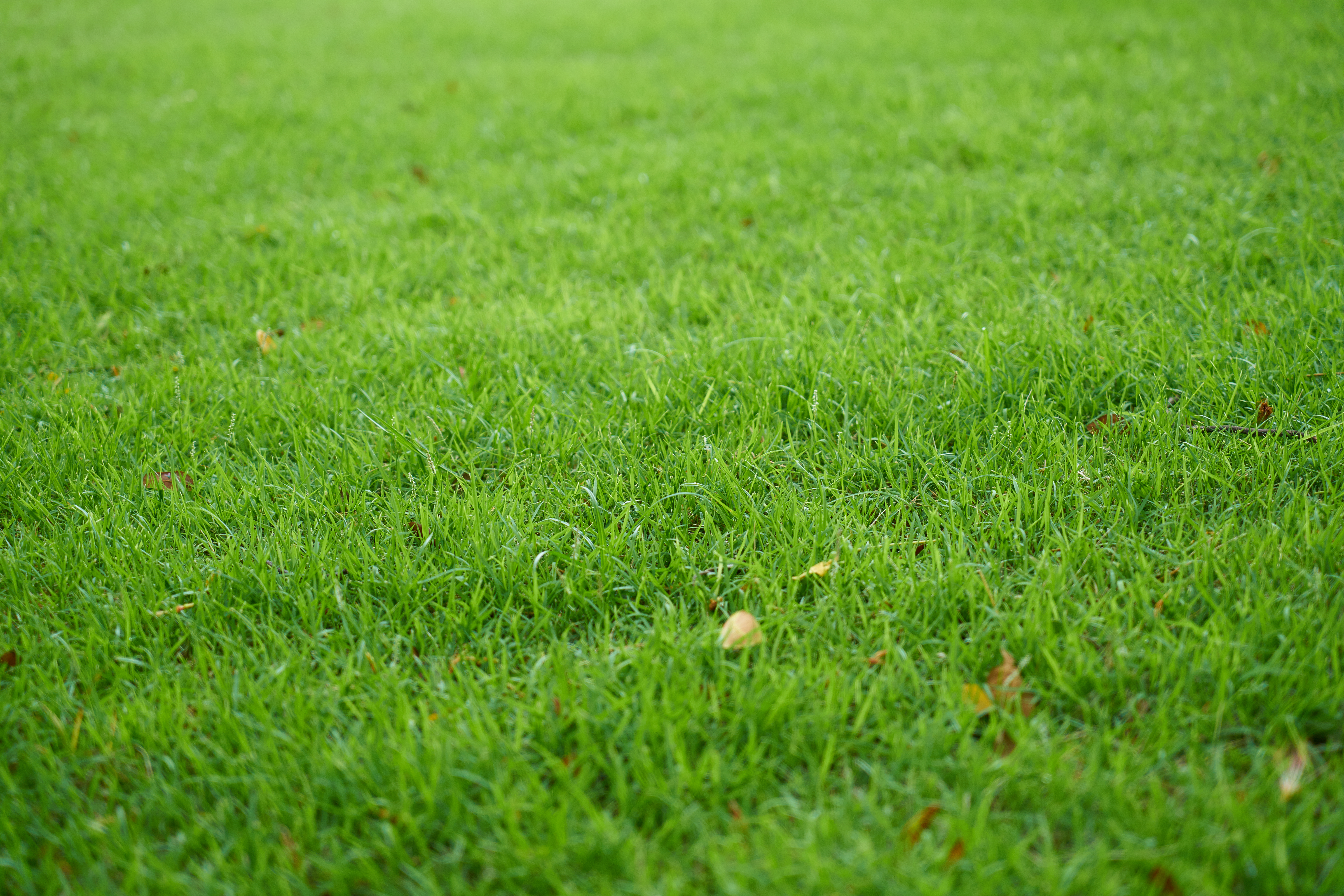 green grass