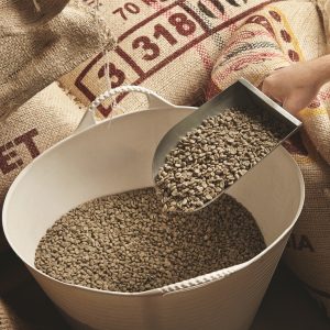Tattooed roaster hand holds metal scoop raw fresh green coffee