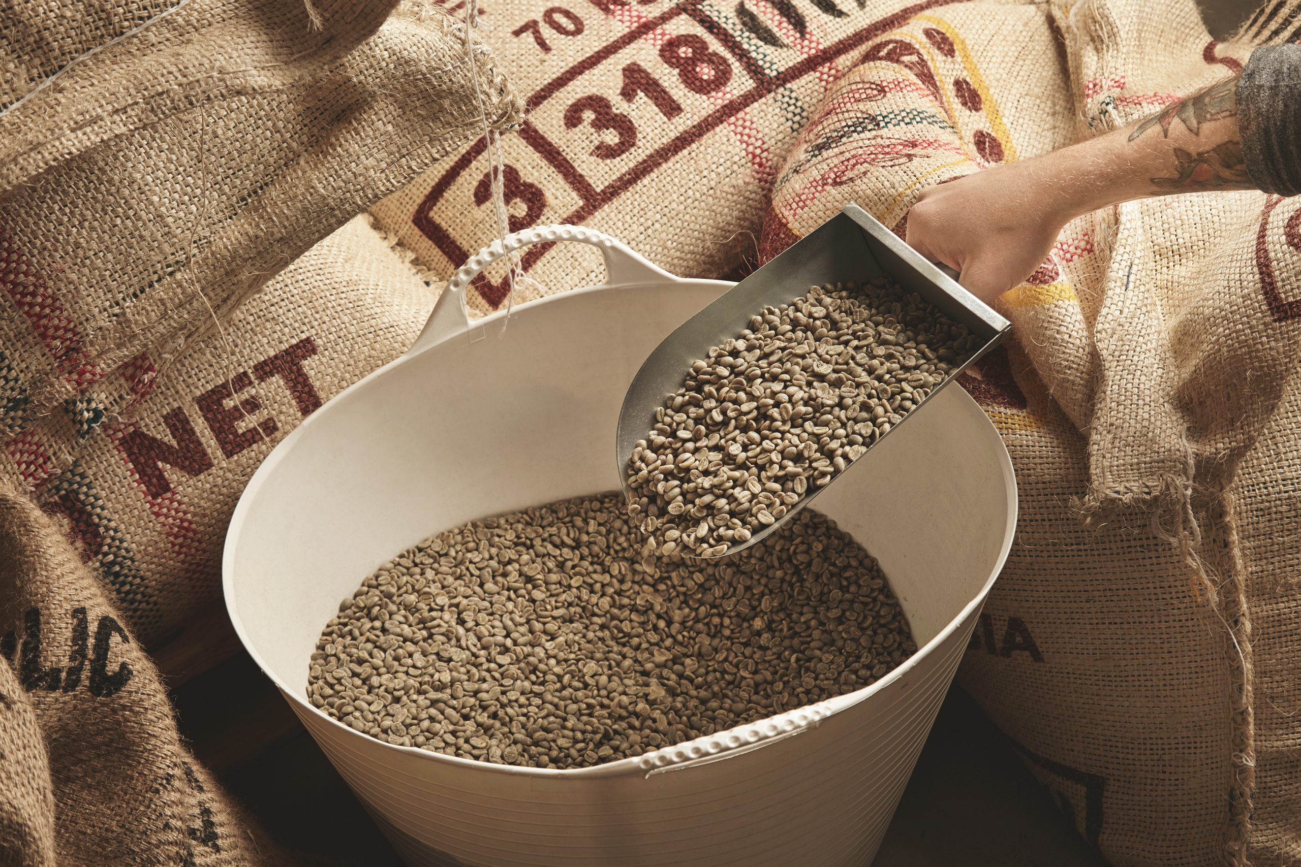 Tattooed roaster hand holds metal scoop raw fresh green coffee
