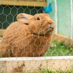 Cute domestic furry rabbit in a cage during daytime