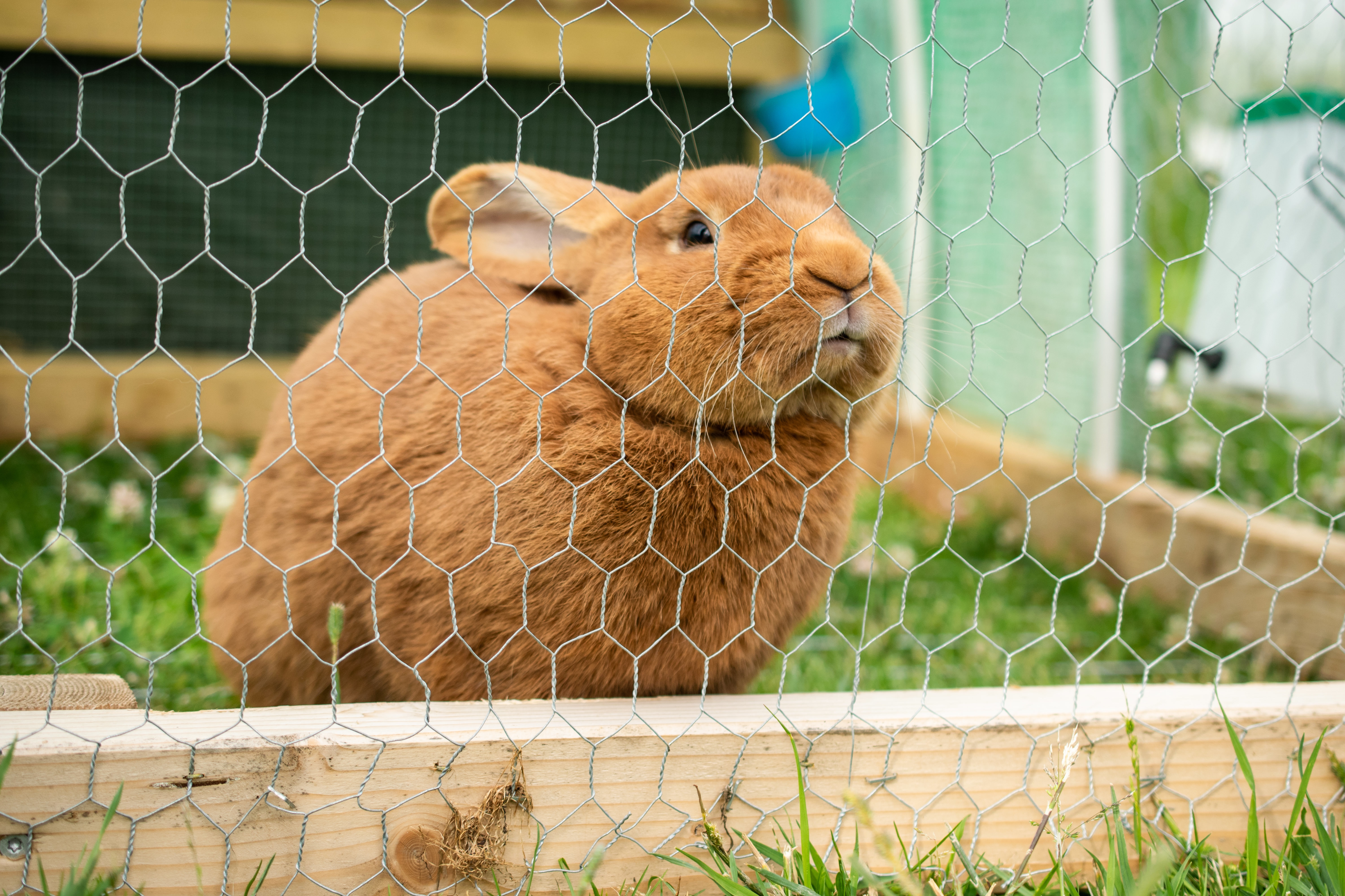 Cute domestic furry rabbit in a cage during daytime